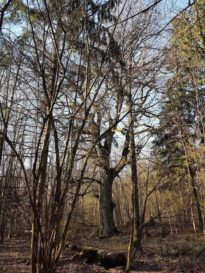 Perka miska Ringaudu, Alsenu, Zapyskio sen. Kaunas - nuotraukos Nr. 22