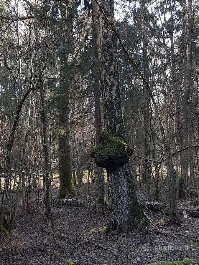 Perka miska Ringaudu, Alsenu, Zapyskio sen. Kaunas - nuotraukos Nr. 24