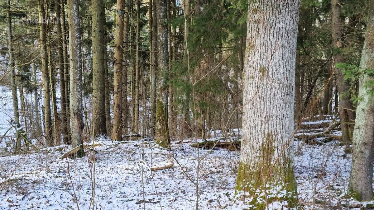 Perka miska Ringaudu, Alsenu, Zapyskio sen. Kaunas - nuotraukos Nr. 28