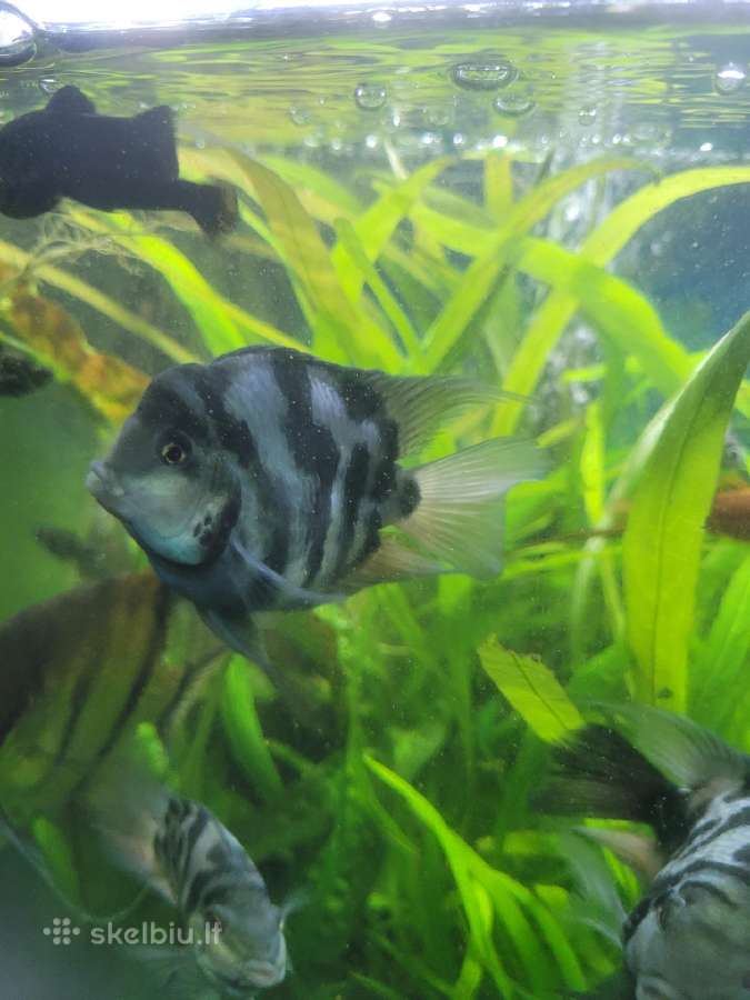 Parduodu papugas.blue