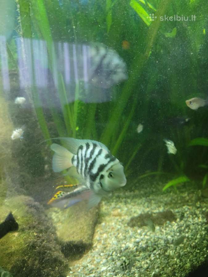 Parduodu papugas blue,molinezijas - nuotraukos Nr. 2