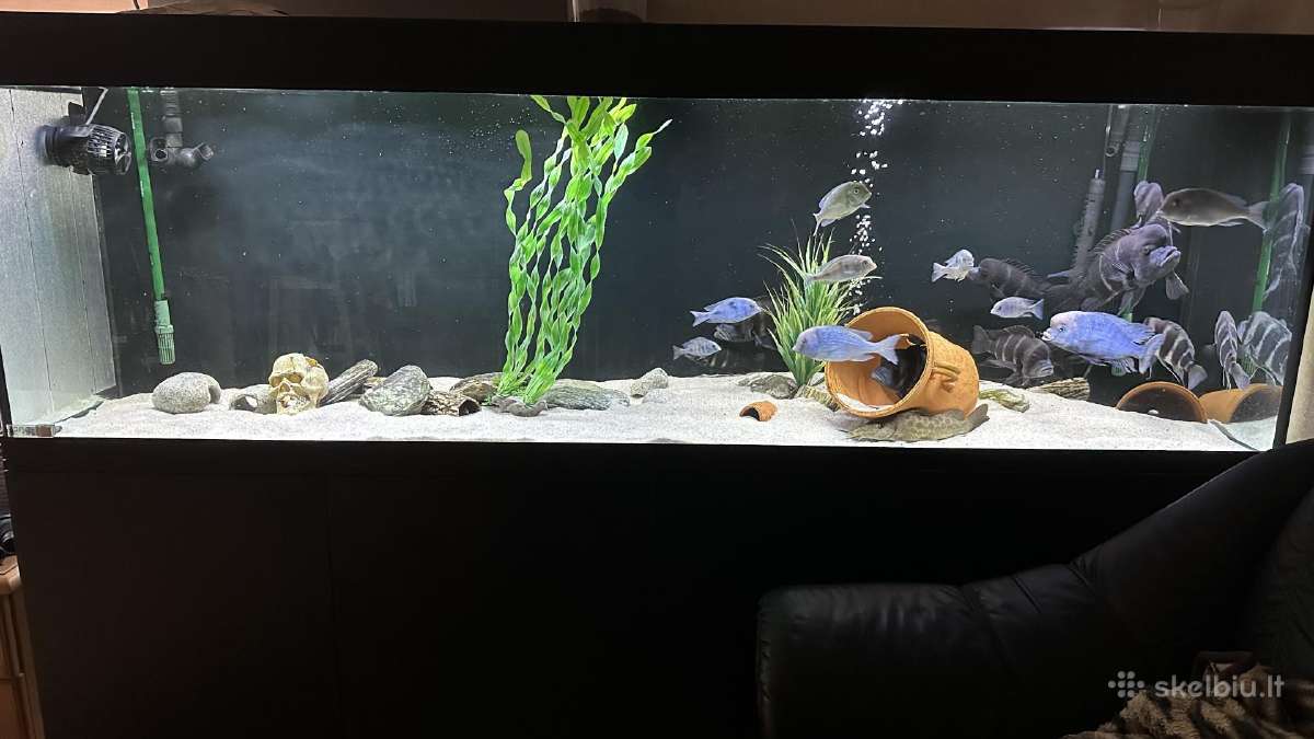 Akvariumas 745l