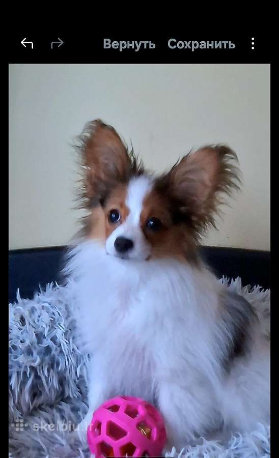 Papiljonai patinėliai - Skelbiu.lt