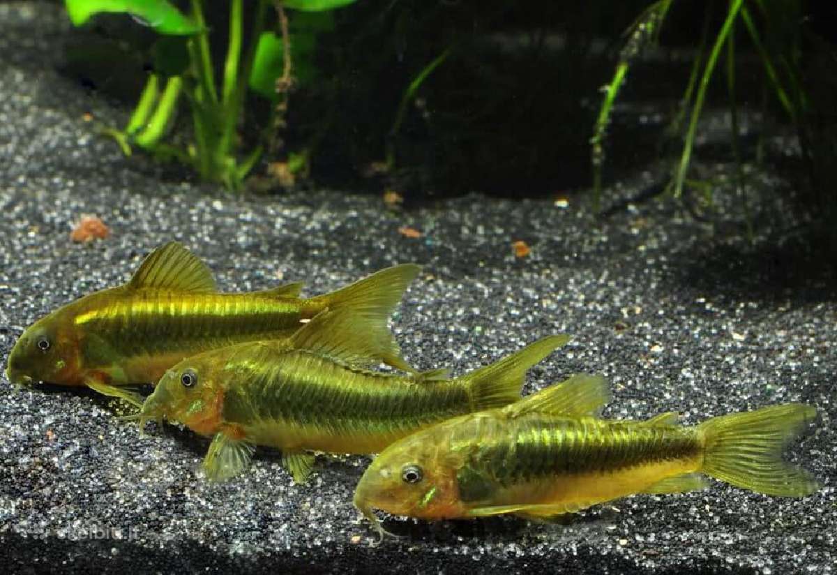 Nauja didele siunta - nuotraukos Nr. 2