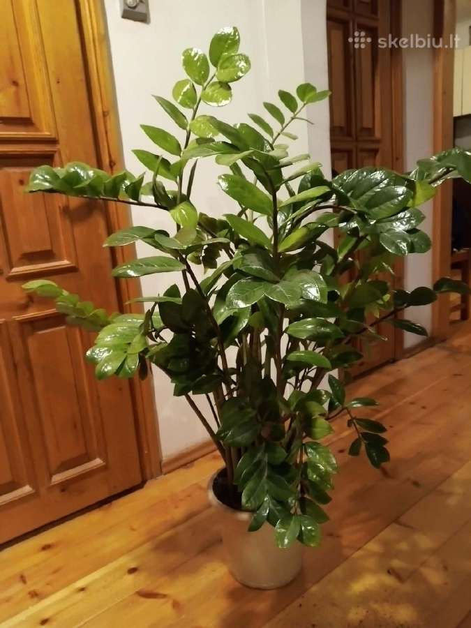 Pinigų medis (zamiokulkas)