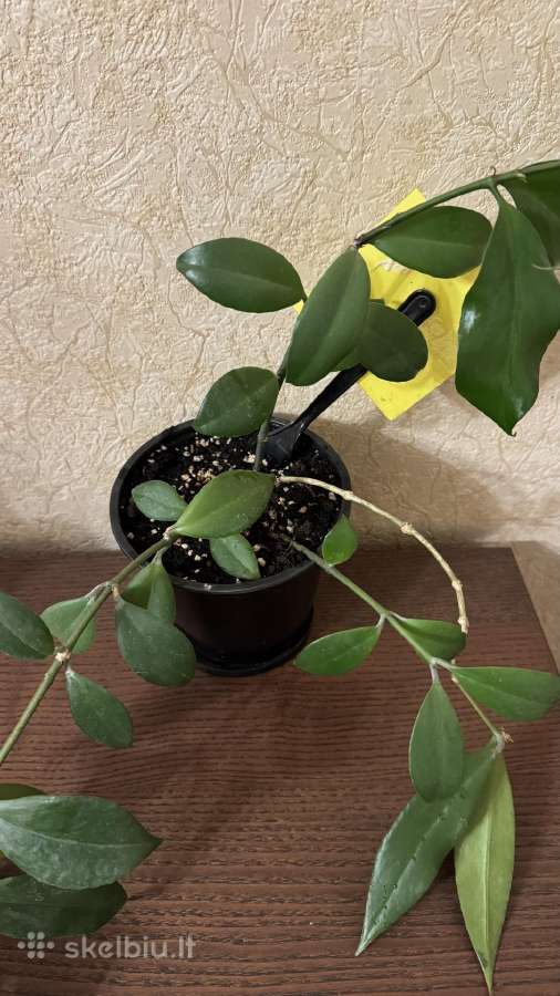 Aiškesnis aeschynanthus lipstick plant - nuotraukos Nr. 2