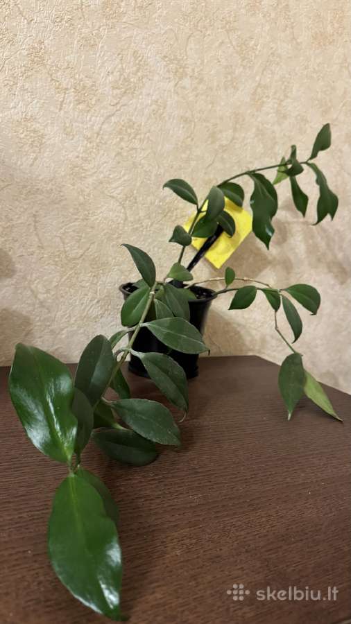 Aiškesnis aeschynanthus lipstick plant