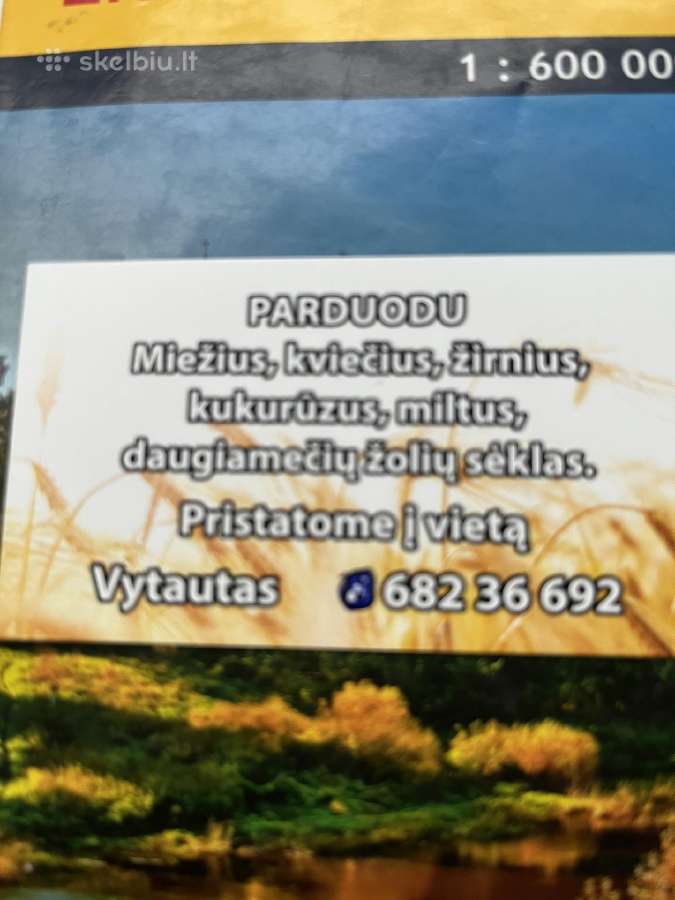 Mieziai Kvieciai
