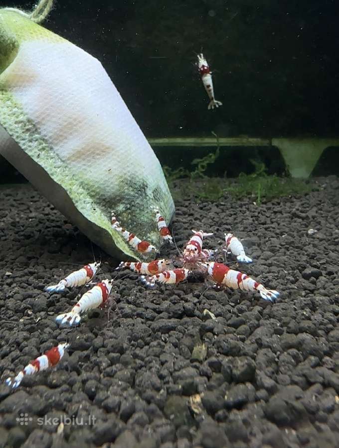 Crystal red shrimp - nuotraukos Nr. 2