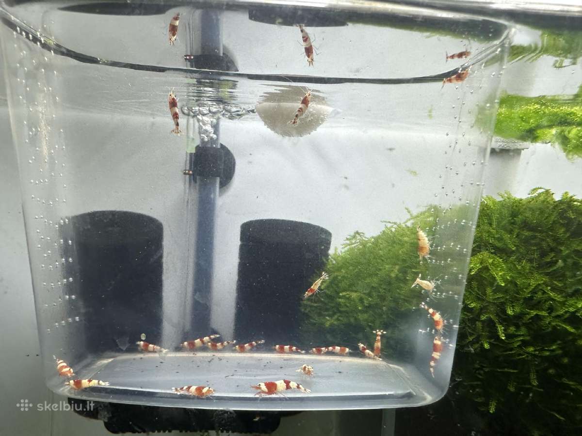 Crystal red shrimp - nuotraukos Nr. 3