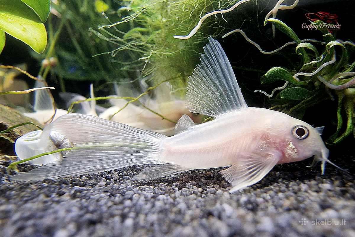 Corydoras, Loricaria. - nuotraukos Nr. 8