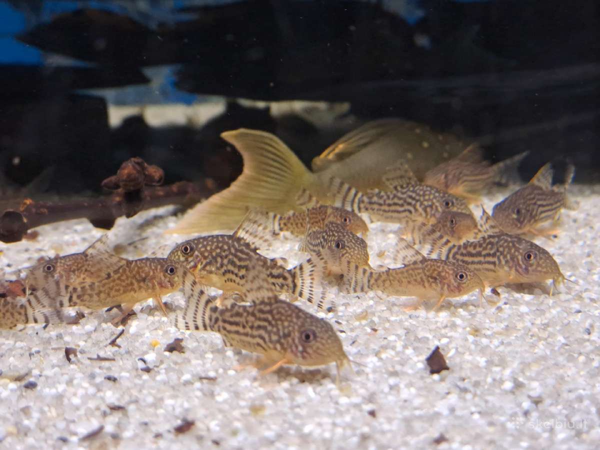Corydoras, Loricaria. - nuotraukos Nr. 9