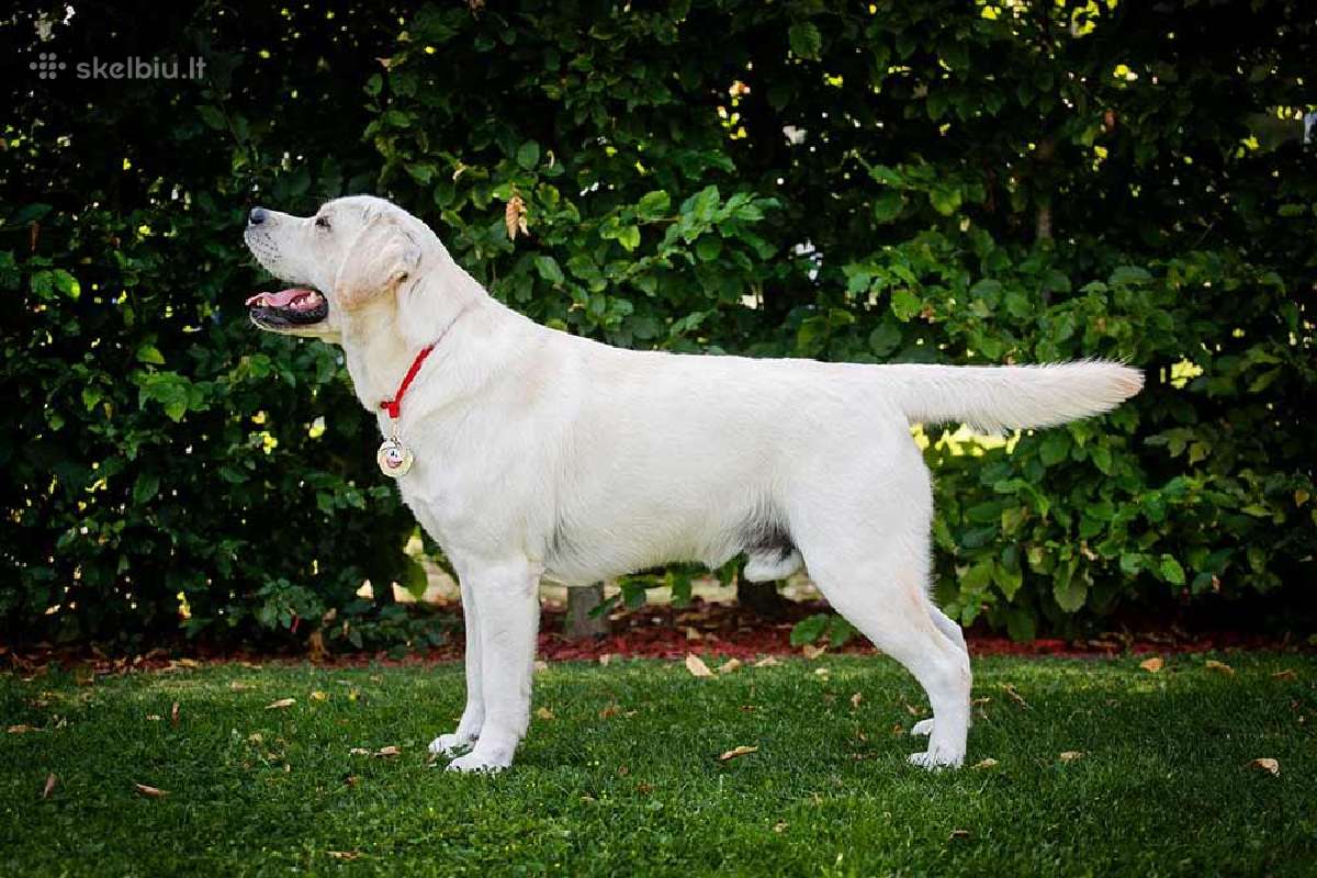 Labradoro retriveris reproduktorius kergimui - nuotraukos Nr. 5