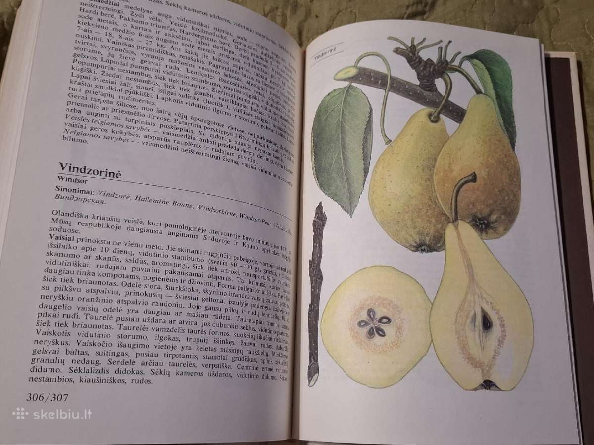 Pomologija - nuotraukos Nr. 3