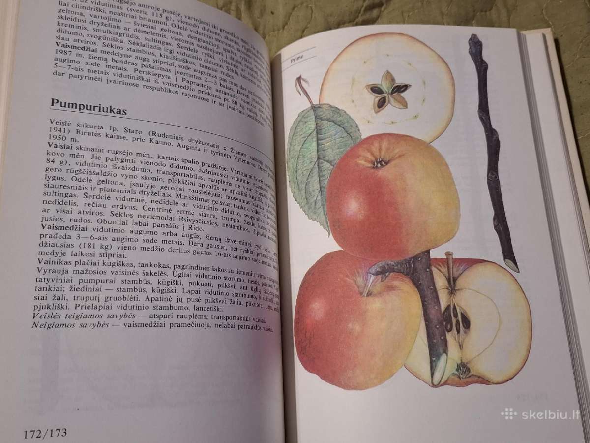 Pomologija - nuotraukos Nr. 9