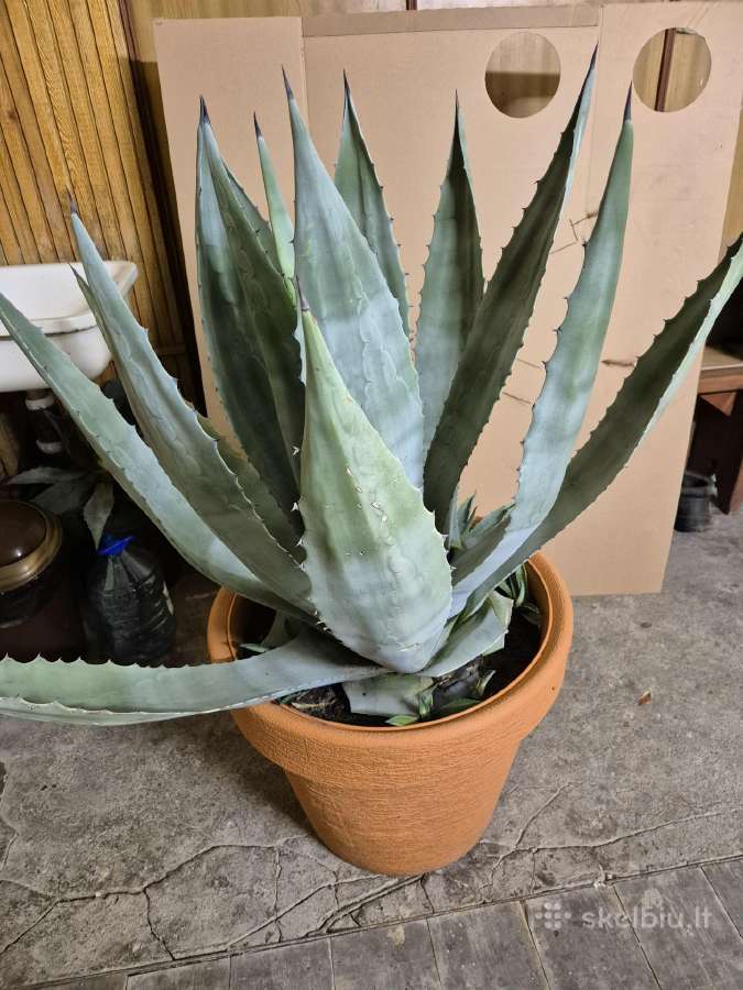 Agava