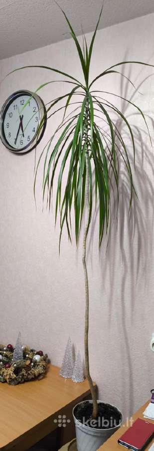 Kambarinė gėlė Dracena