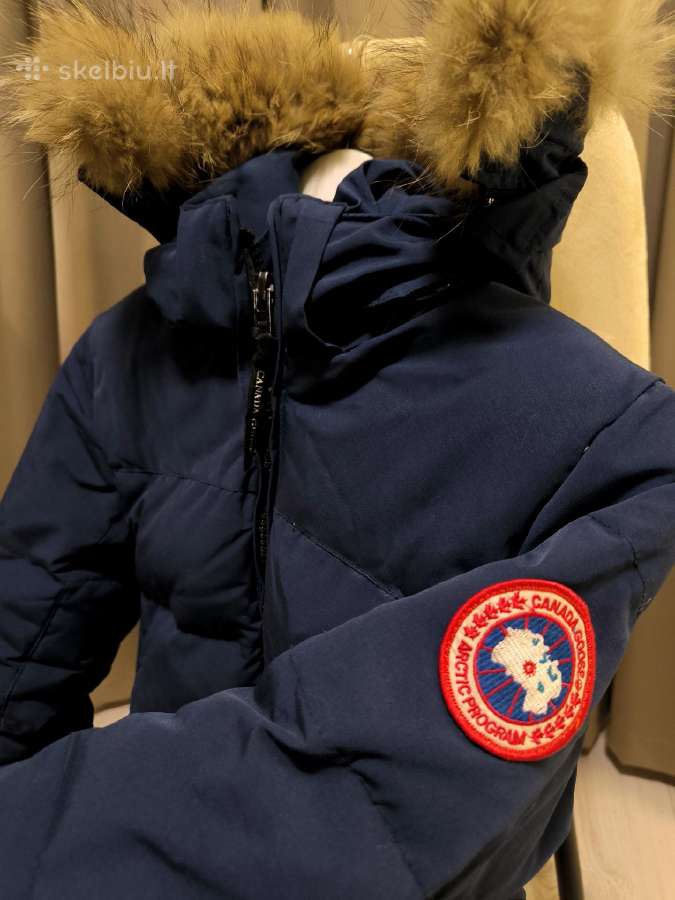 Canada goose