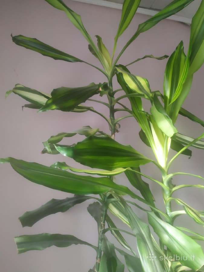 Kvapioji dracena
