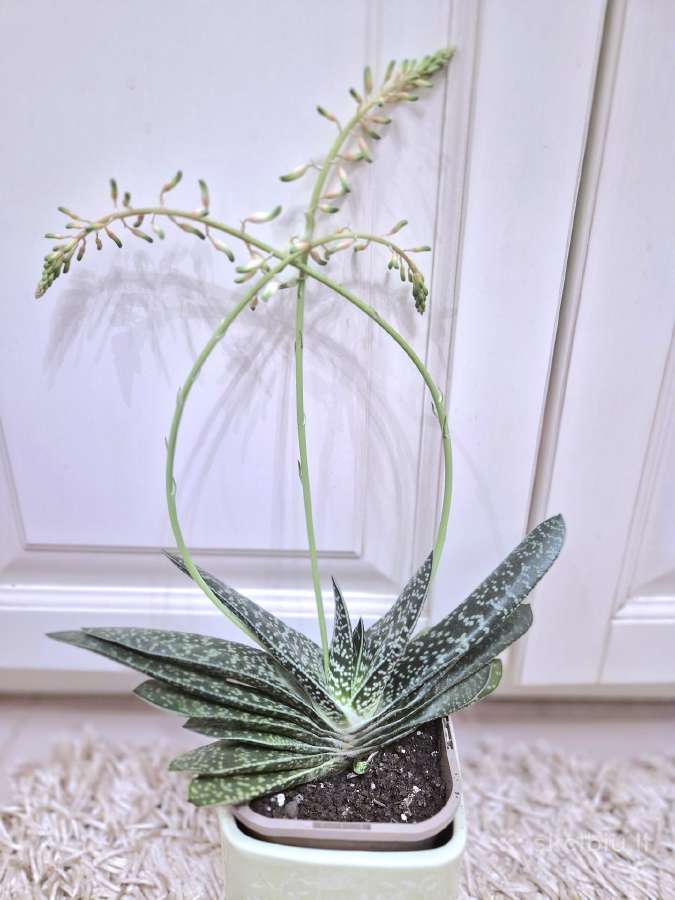 Kambarinė gėlė "Gasteria"