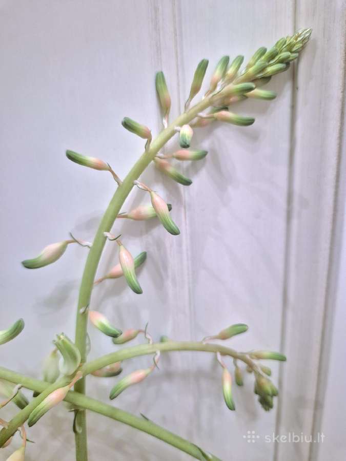 Kambarinė gėlė "Gasteria" - nuotraukos Nr. 2