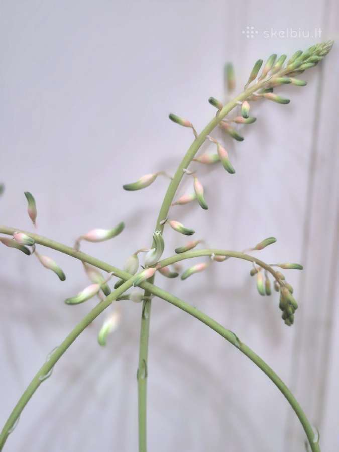 Kambarinė gėlė "Gasteria" - nuotraukos Nr. 4
