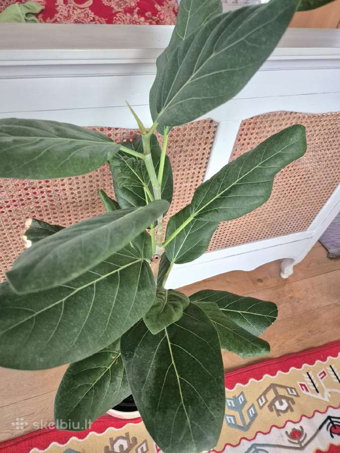 Kambarinis fikusas"bengalio".