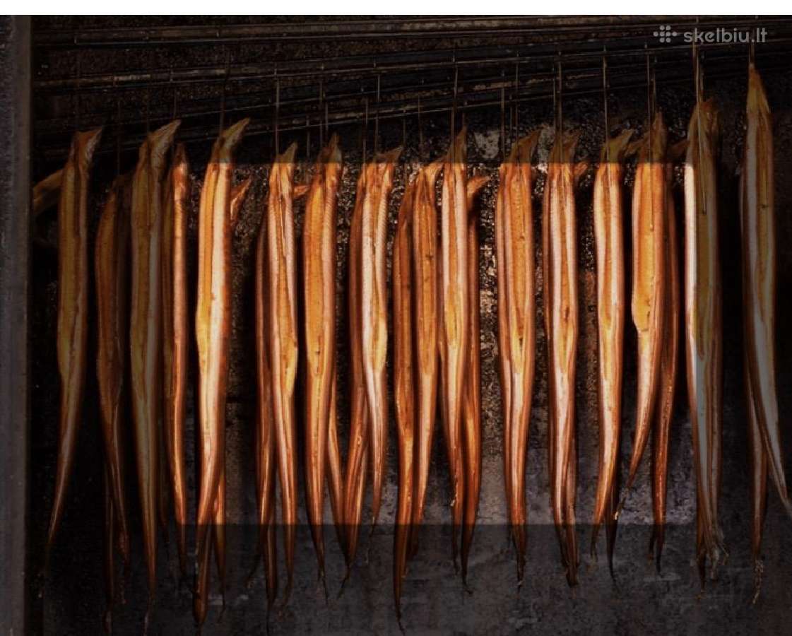 Rūkyti unguriai
