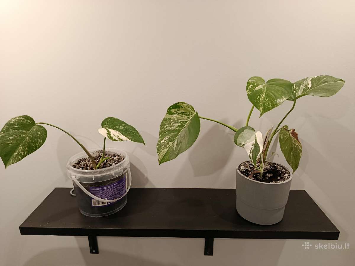 Monstera variegata - nuotraukos Nr. 2