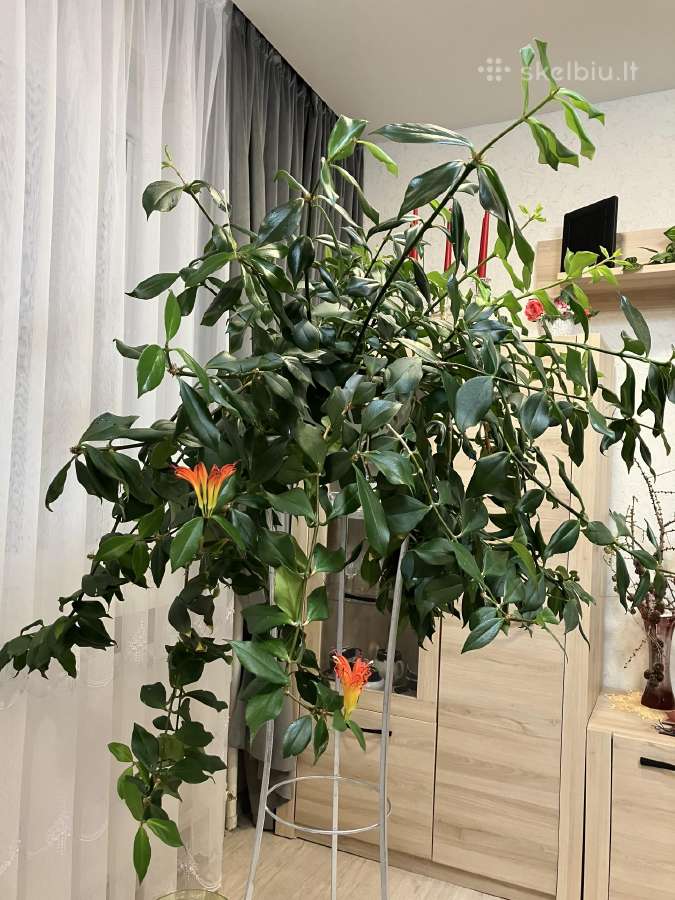 Aeschynanthus radicans gėlė