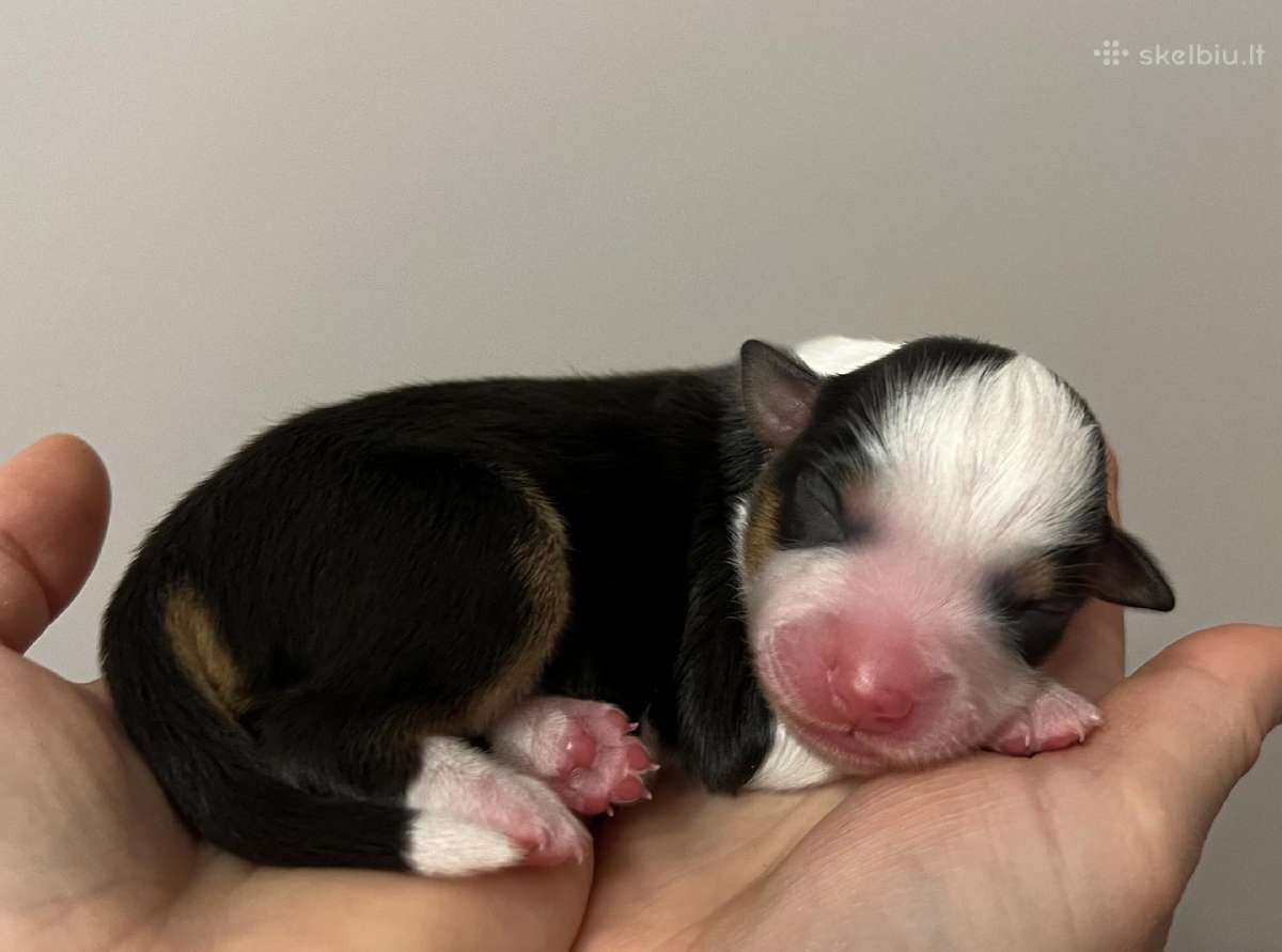 Mini Aussie /Miniatiūrinis amerikos avigan. /Mas - nuotraukos Nr. 12