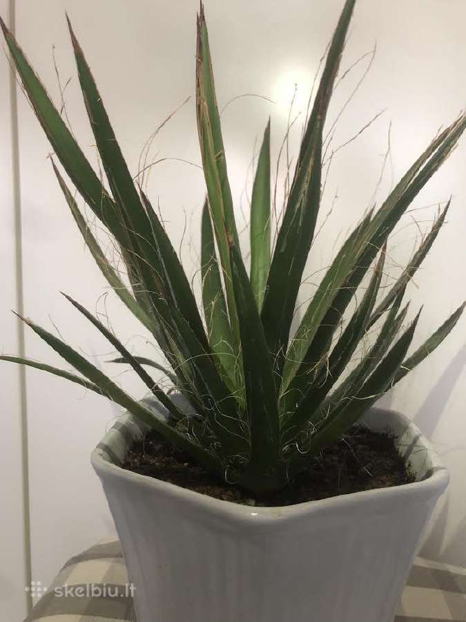 Parduodu kambarines geles - nuotraukos Nr. 22