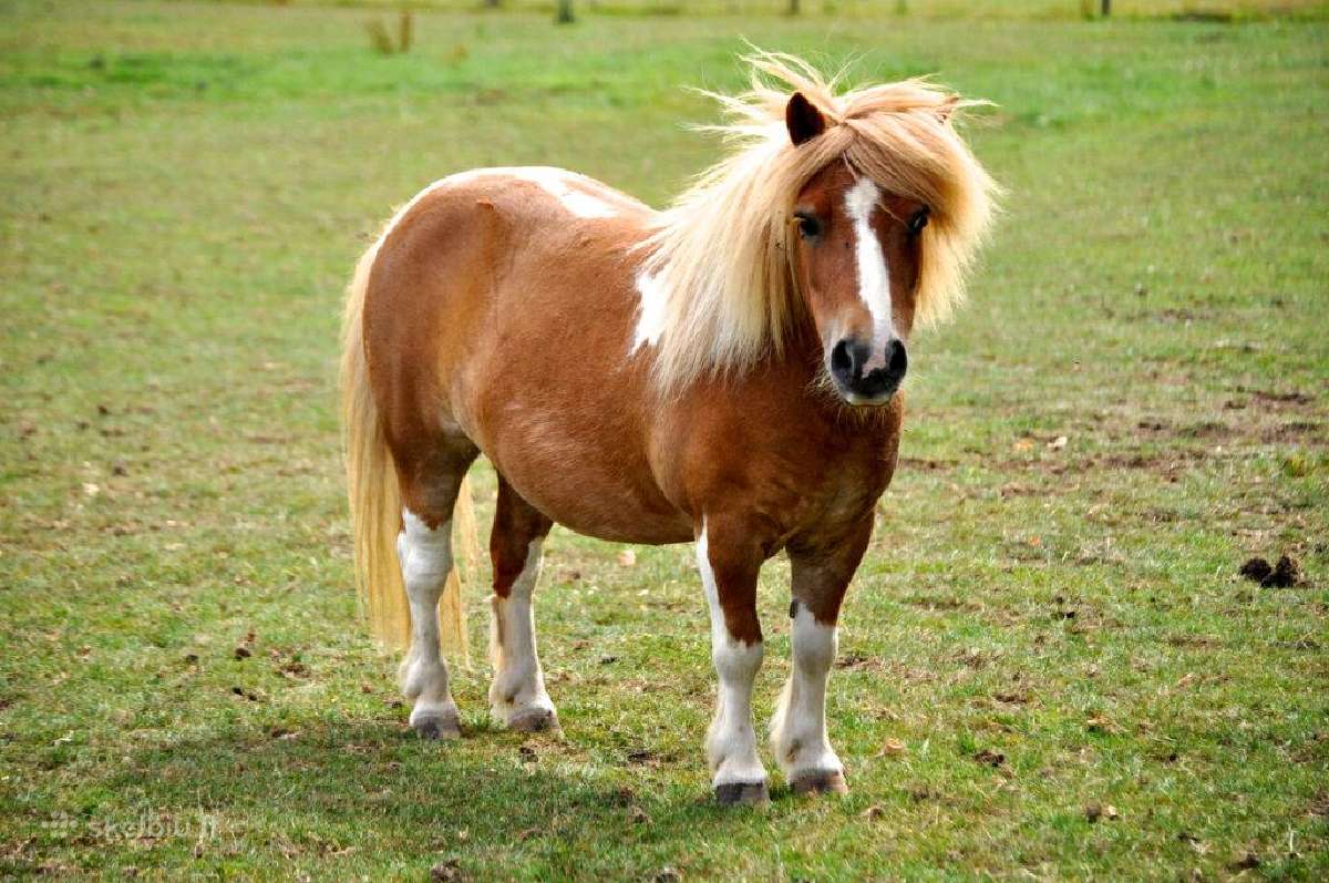 Perku Poni