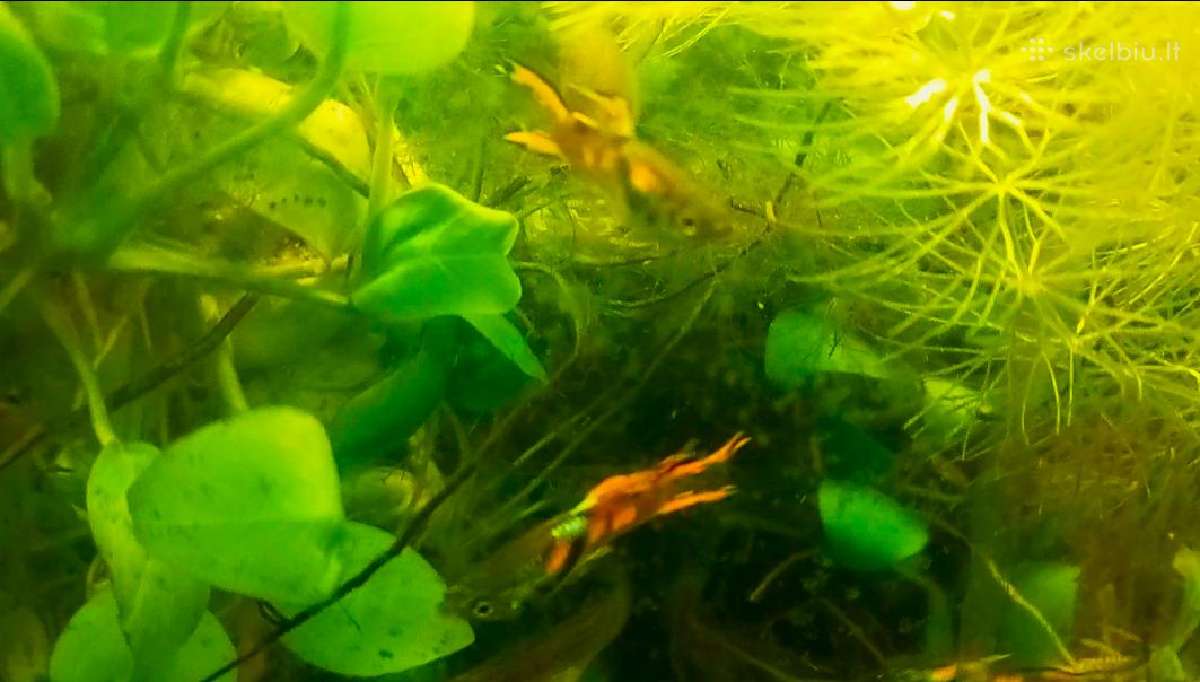 Dekoratyviniai akmenys akvariumui - nuotraukos Nr. 6