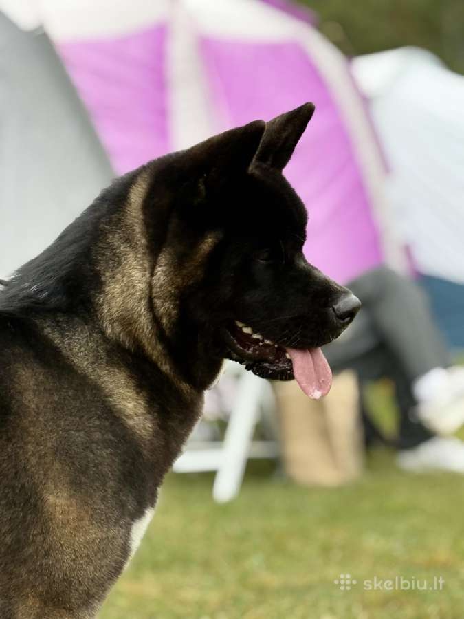 Amerikiečių Akita