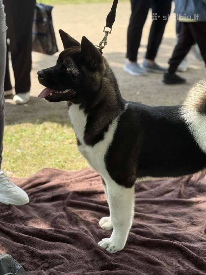 Amerikiečių Akita - nuotraukos Nr. 3