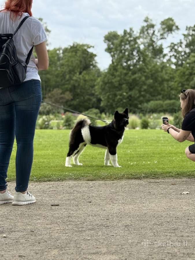 Amerikiečių Akita - nuotraukos Nr. 2