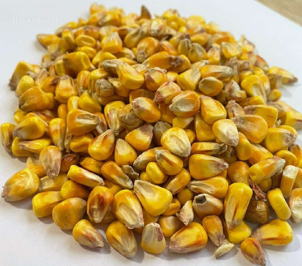Rapsų, Saulėgražu ,sojų,cukriniu;, kukurūzai - nuotraukos Nr. 5