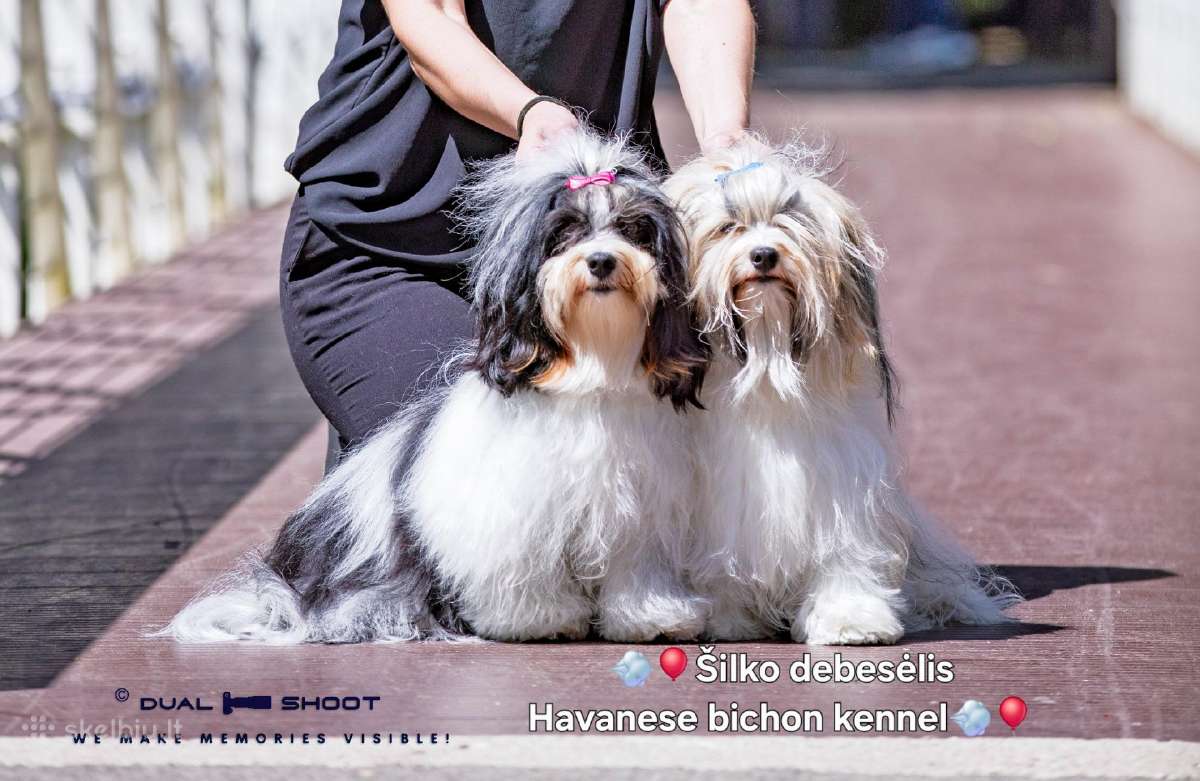 Havanos bišonas su kilmes dokumentais - nuotraukos Nr. 8