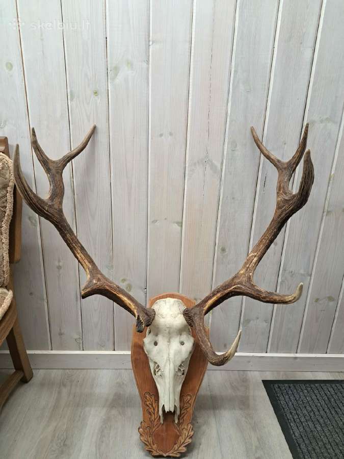 Elnio trofėjo ragai 5x5