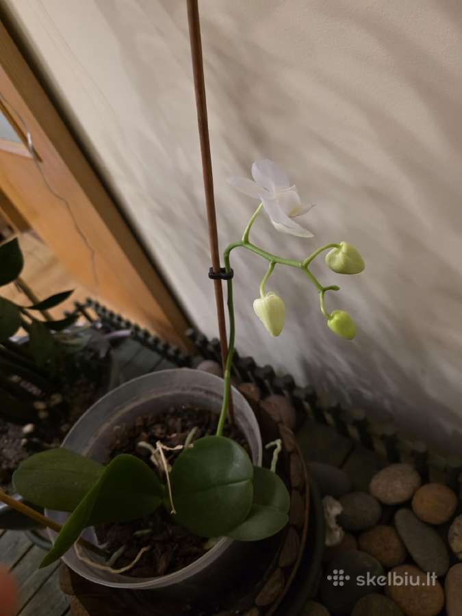 Orchidėja - nuotraukos Nr. 5