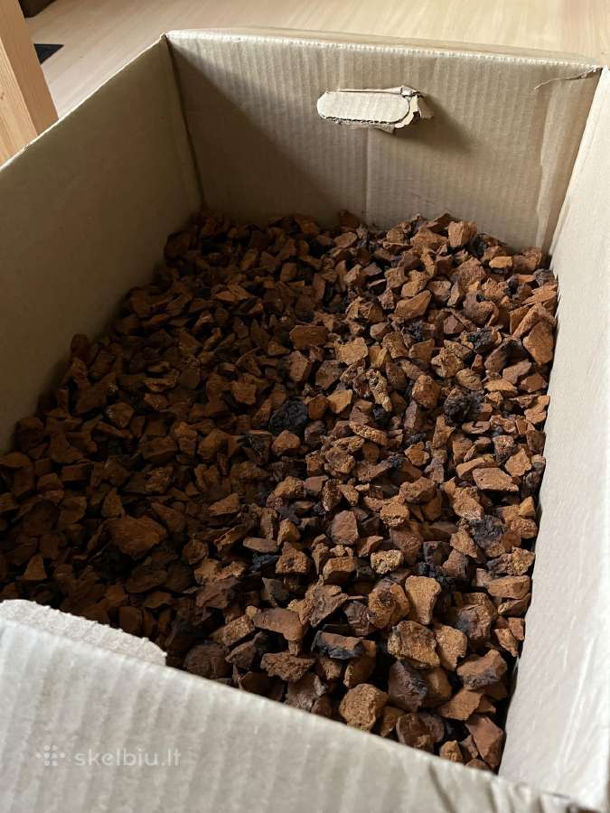 Juodasis beržo grybas čaga (chaga,čiaga) - nuotraukos Nr. 2