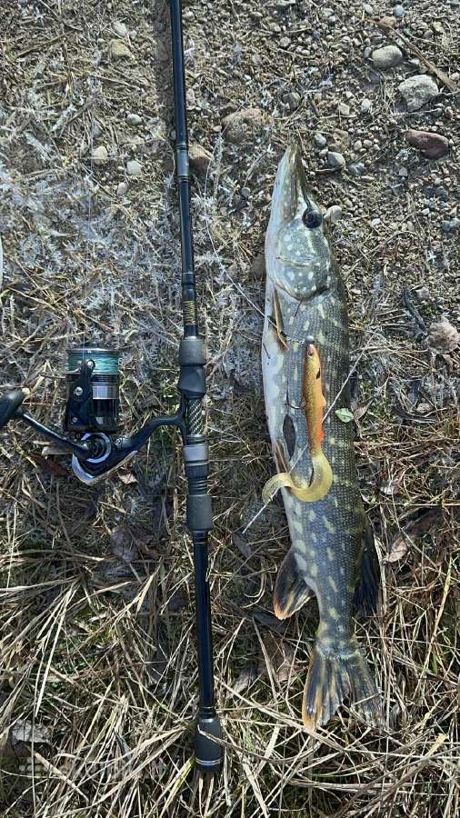 Westin finnese iki 21g ir daiwa rite 3000