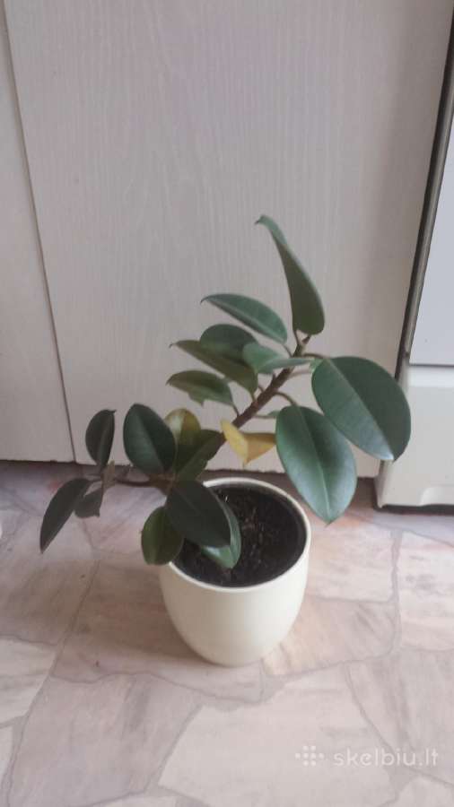 Kambarine gele. Augalas. Fikusas. Kaune - nuotraukos Nr. 16