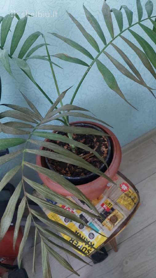 Kambarinės gėlė už 500 gr kava