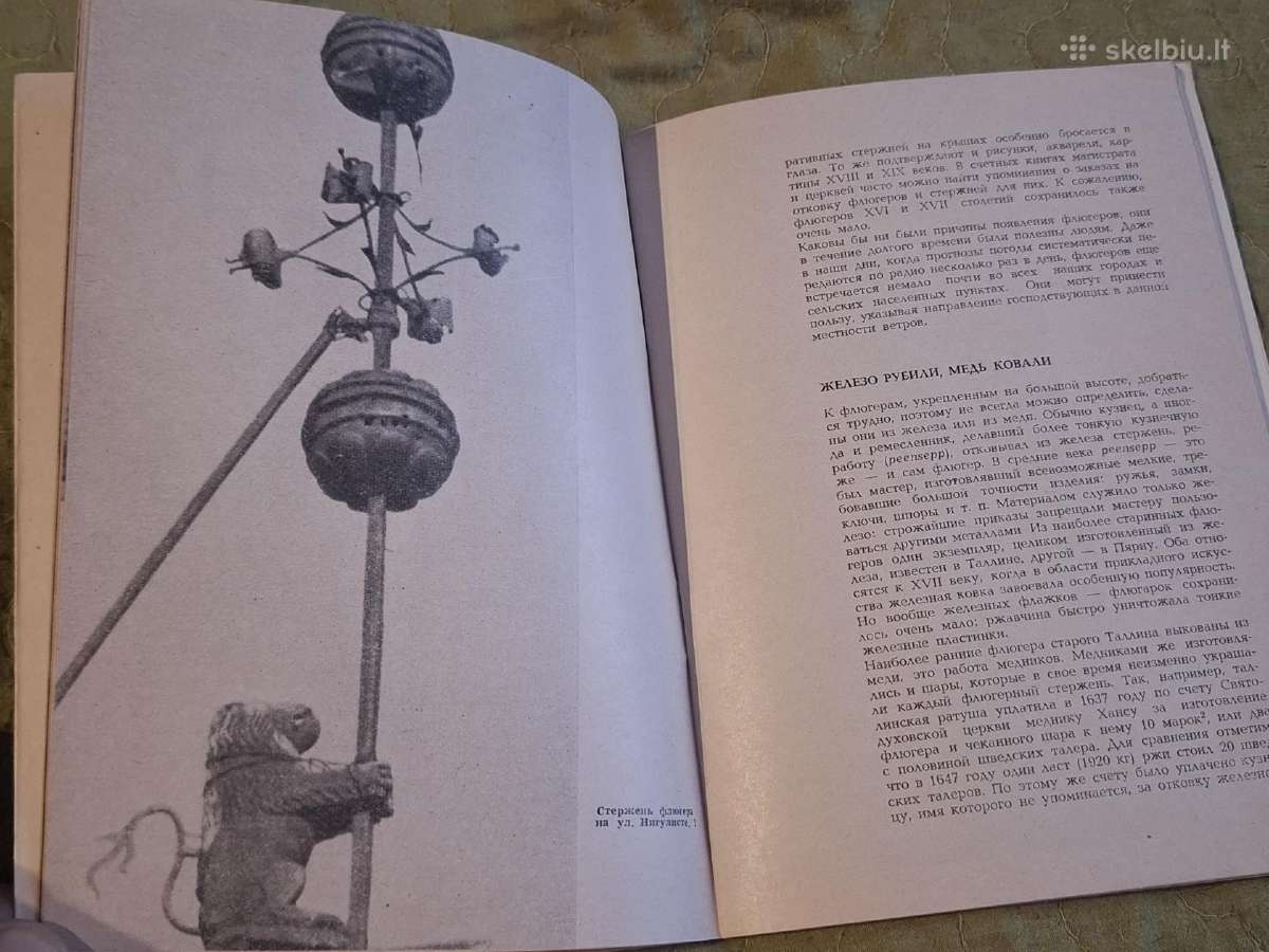 Talino vėtrungės - nuotraukos Nr. 6