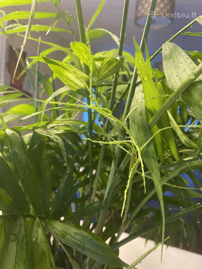 Palmė Dipsis Jungle Flora žydinti!