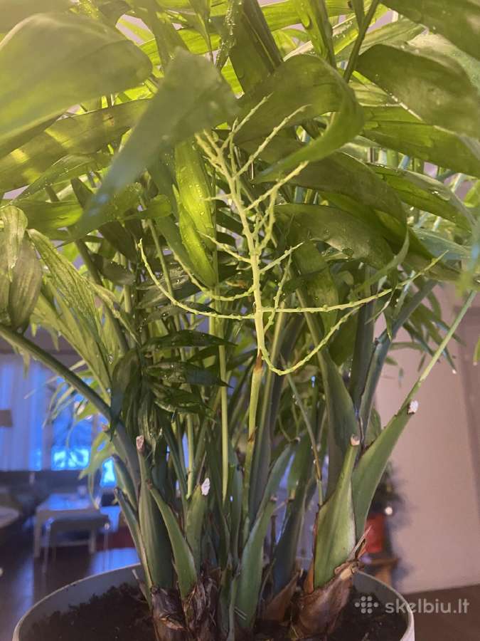 Palmė Dipsis Jungle Flora žydinti! - nuotraukos Nr. 2