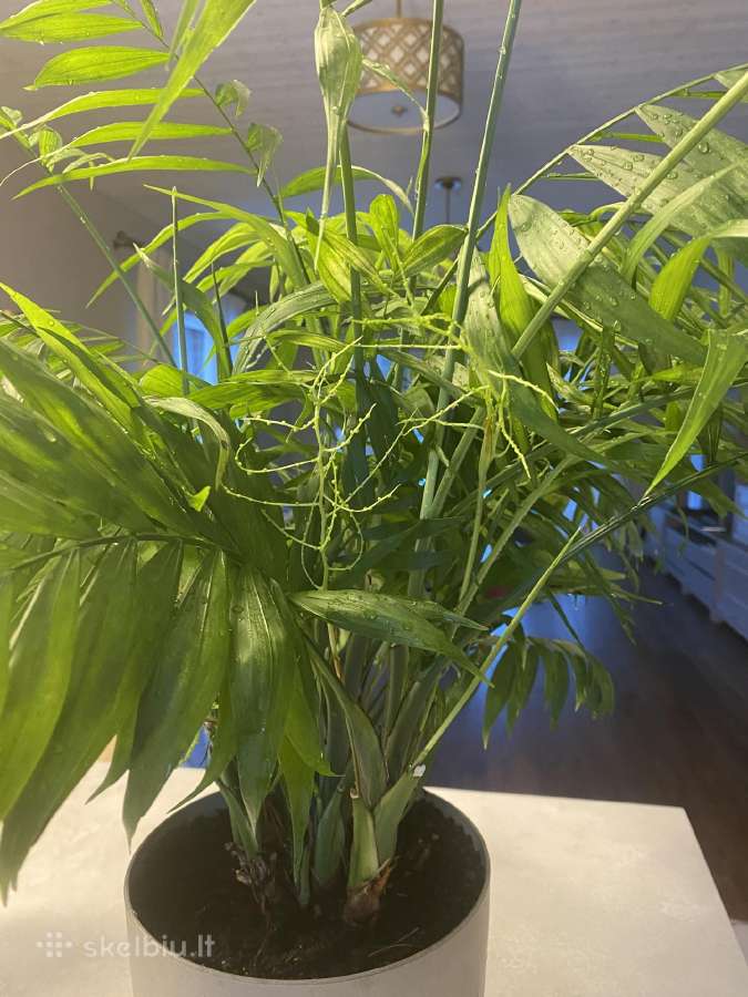 Palmė Dipsis Jungle Flora žydinti! - nuotraukos Nr. 3