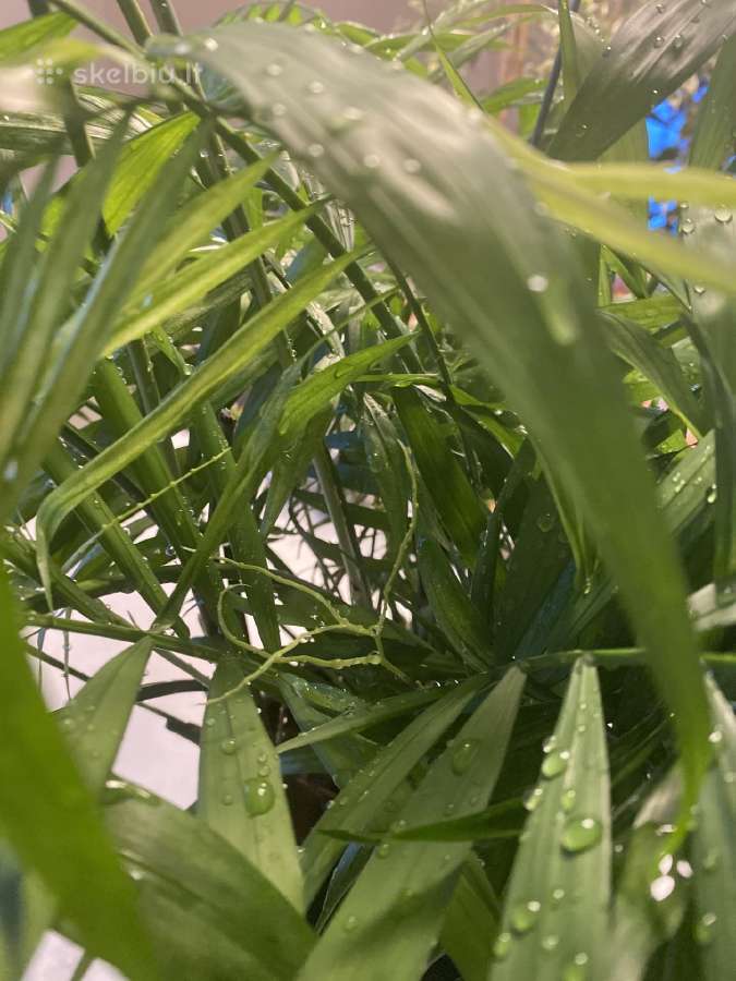 Palmė Dipsis Jungle Flora žydinti! - nuotraukos Nr. 4